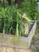 garden box rabbit
