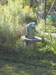big fro 2 in garden