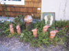 red rabbits in garden