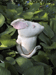 garden rabbit